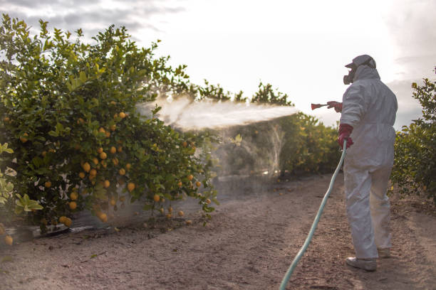Best Termite Control Services  in Five Forks, SC