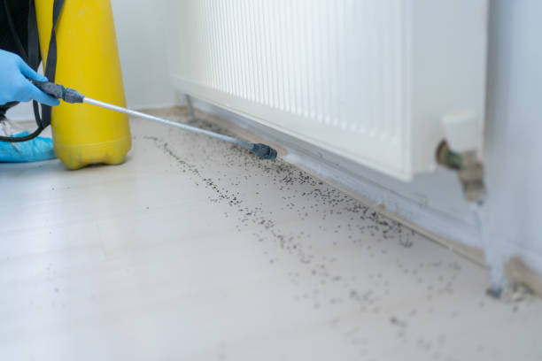 Best Best Pest Control Companies  in Five Forks, SC
