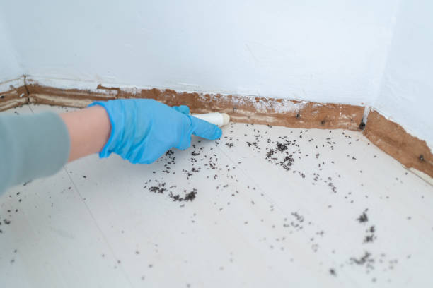 Best Pest Removal Services  in Five Forks, SC
